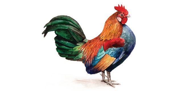 Watercolor Rooster